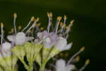 American beautyberry